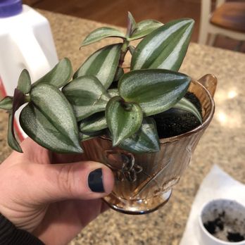 Platt Hill Nursery - Nurseries & Gardening Near Me - Bloomingdale, Illinois