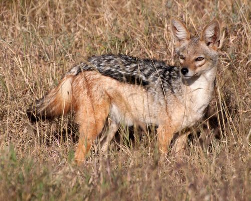 Thomson Safaris by null