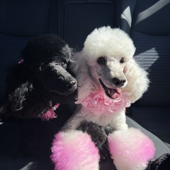 Leashes Pet Salon - Pet Groomers Near Me - North Las Vegas, Nevada Leashes Pet Salon - Pet Groomers Near Me - North Las Vegas, Nevada