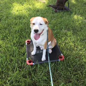 Sit Means Sit Dog Training Orlando - Saturday group class - Pet Training Near Me - Longwood, Florida Sit Means Sit Dog Training Orlando - Saturday group class - Pet Training Near Me - Longwood, Florida