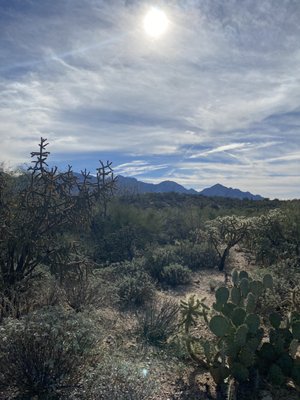 Honey Bee Canyon by null