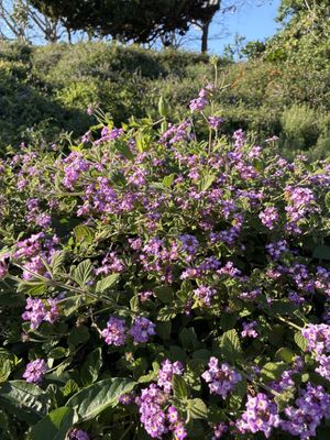 Fox Hills Park by null