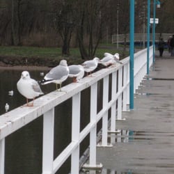 Tollensesee