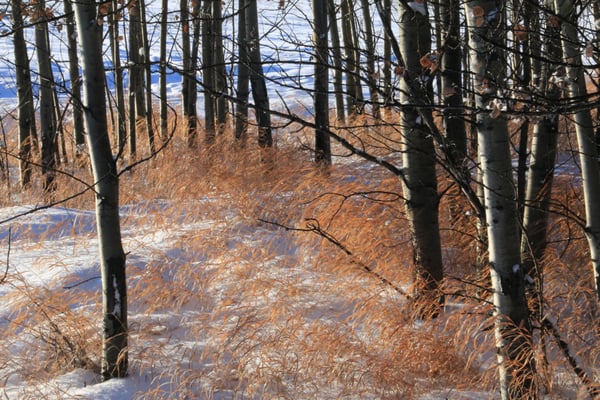 Nose Hill Park by null