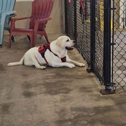 Club K9 Dog Park Bar