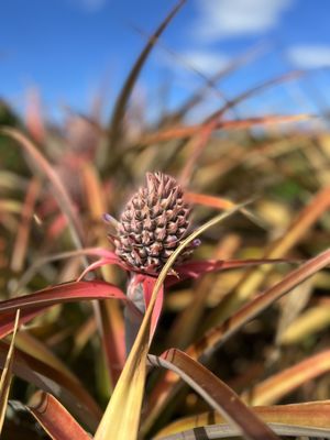 Maui Pineapple Tour by null