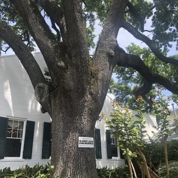 Mary Mahoneys - Tree in garden courtyard (2000 yrs old)as go into Mary Mahoneys. - Venues & Event Spaces Near Me - Biloxi, Mississippi