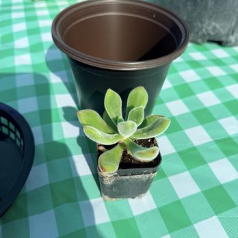 Belmont Nursery - my little plant - Nurseries & Gardening Near Me - Fresno, California Belmont Nursery - my little plant - Nurseries & Gardening Near Me - Fresno, California