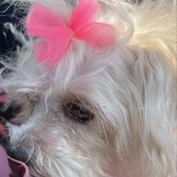 Grooming With Class - Groomed Dog - Pet Groomers Near Me - Santa Maria, California