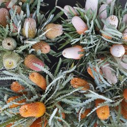 Azalea Flowers - Banksia Varieties