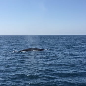 Oceanside Adventures - Boat Charters Near Me - Oceanside, California Oceanside Adventures - Boat Charters Near Me - Oceanside, California