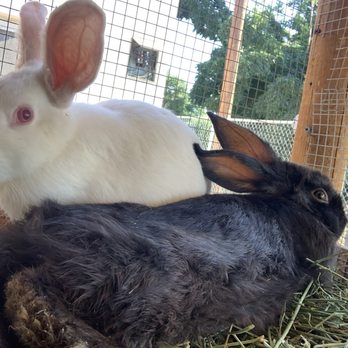 All Pet Feed & Tack - Bunny - Pet Stores Near Me - San Bernardino, California All Pet Feed & Tack - Bunny - Pet Stores Near Me - San Bernardino, California