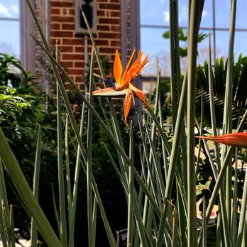 Missouri Botanical Garden - Birds of paradise - Botanical Gardens Near Me - Saint Louis, Missouri