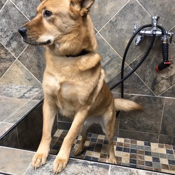 pet valu ear cleaner