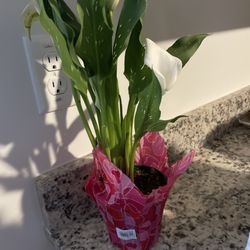 Trader Joe's - Calla Lilly
