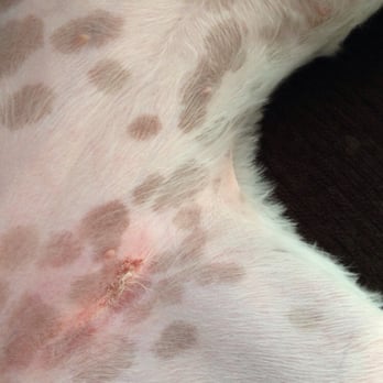Star Groomers - My dogs wounded belly after visiting Star Groomerz - Pet Groomers Near Me - Delta, British Columbia