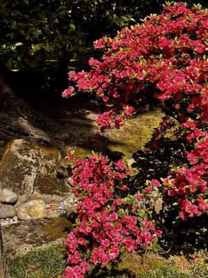 Seattle Japanese Garden by null