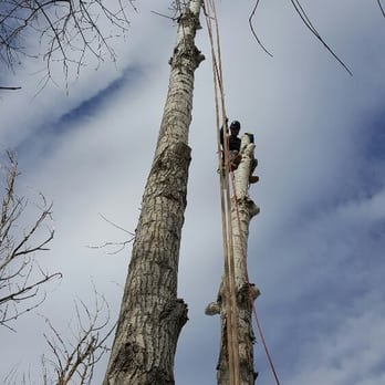 Frontline Tree Services and Landscaping - Tree Services Near Me Frontline Tree Services and Landscaping - Tree Services Near Me
