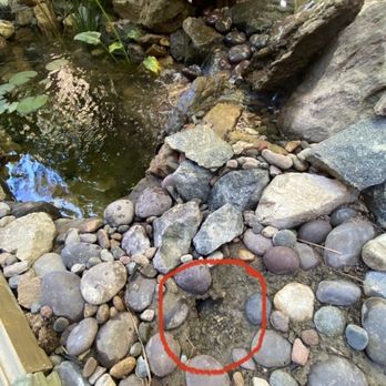 AquaLife Ponds - I have circled the hole where the water gushed out. - Landscape Architects or Designers Near Me - Costa Mesa, California AquaLife Ponds - I have circled the hole where the water gushed out. - Landscape Architects or Designers Near Me - Costa Mesa, California