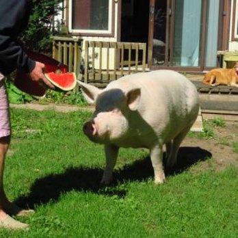 Happily Ever Esther Farm Sanctuary - Animal Shelters Near Me - Cambridge, Ontario Happily Ever Esther Farm Sanctuary - Animal Shelters Near Me - Cambridge, Ontario