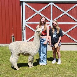 Sunny Alpacas