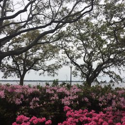 Azaleas blooming @MemorialPark