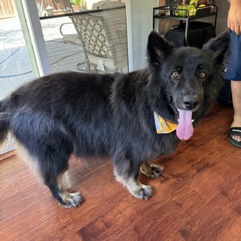 The Rich Groomer - Pet Groomers Near Me - Sacramento, California