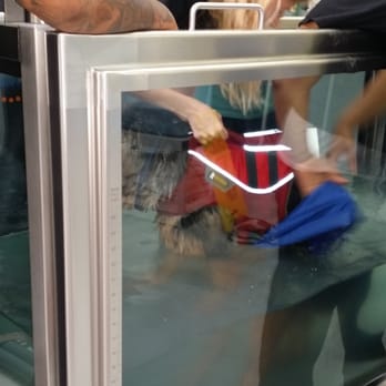 Two Hands Four Paws - A German Shepherd missing a foot goes swimming. - Veterinarians Near Me - Los Angeles, California Two Hands Four Paws - A German Shepherd missing a foot goes swimming. - Veterinarians Near Me - Los Angeles, California