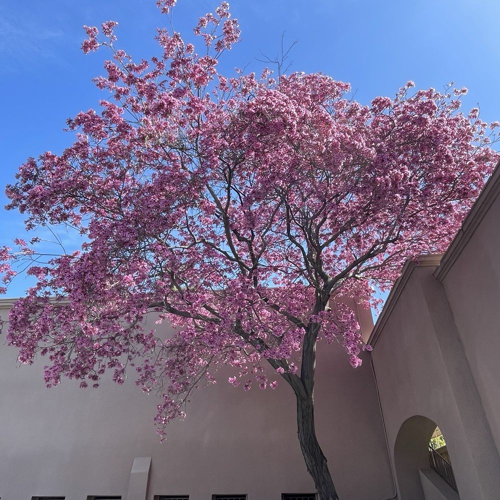 Lovely trees in Spring bloom outside Chaun Spa. Lovely trees in Spring bloom outside Chaun Spa.