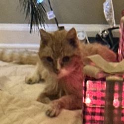 Peaceful Pets by Schepp Family Funeral Homes - We said goodbye to our beautiful, 21 yo Zoe on Christmas 2024. #LoveAndMissHerSoMuch!!