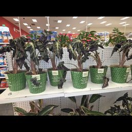 Poor dieing plants!
