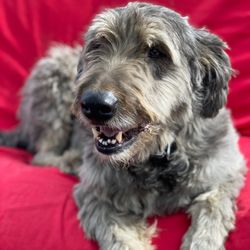 Country Animal Hospital - Leonidas ~ a lifetime Country Animal patient