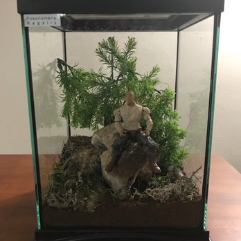 Zookeeper - P. Regalis - Pet Stores Near Me - Austin, Texas Zookeeper - P. Regalis - Pet Stores Near Me - Austin, Texas