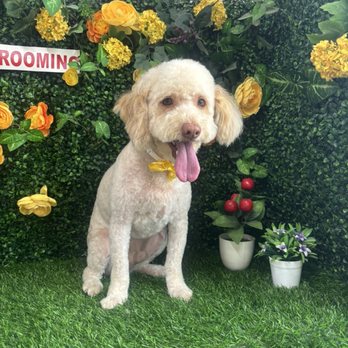Pet Stop Grooming - Grooming - Pet Groomers Near Me - Garden Grove, California Pet Stop Grooming - Grooming - Pet Groomers Near Me - Garden Grove, California