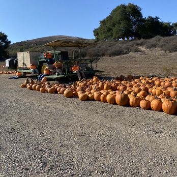 The Patch - Santa Maria - Pumpkin Patches Near Me - Santa Maria, California