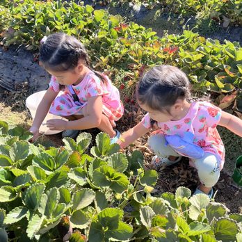Sun Strawberry - Fruits & Veggies Near Me - Elk Grove, California Sun Strawberry - Fruits & Veggies Near Me - Elk Grove, California