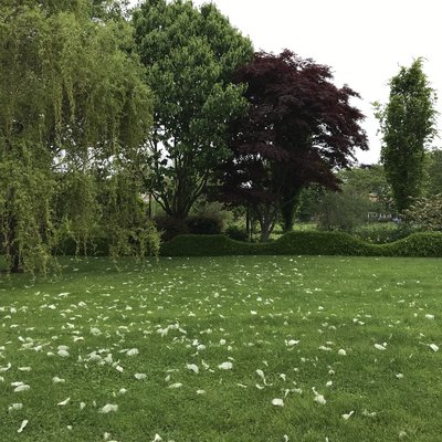 The Madoo Conservancy by null