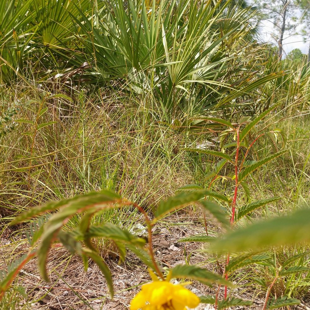 Pine Shore Pineland Preserve - wild flowers - Parks Near Me - Miami, Florida Pine Shore Pineland Preserve - wild flowers - Parks Near Me - Miami, Florida