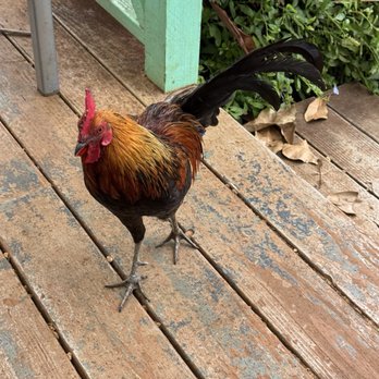 Little Fish Coffee - Cafes Near Me - Koloa, Hawaii Little Fish Coffee - Cafes Near Me - Koloa, Hawaii