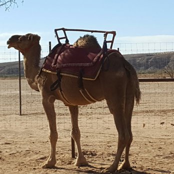 Camel Safari - Zoos Near Me - Bunkerville, Nevada