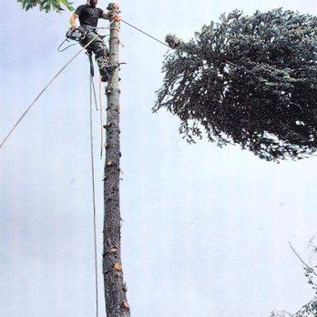 Tree MD Tree Care - Tree Services Near Me