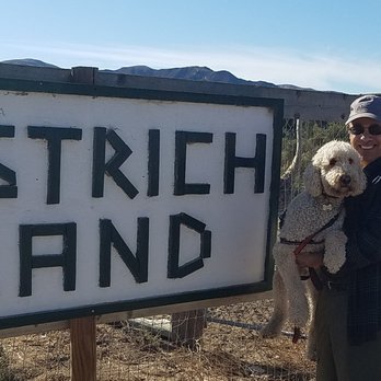 Ostrichland USA - Attraction Farms Near Me - Solvang, California
