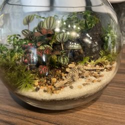 Terrarium - Terrarium