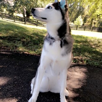 Canine Couture Grooming - My dog and her cute dyed ears. - Pet Groomers Near Me - Suwanee, Georgia