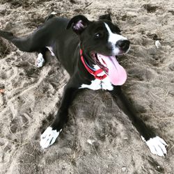 Wrentham Dog Park