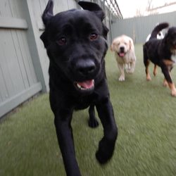 Best Friends Fur Ever - Dakota & her friends @ BestFriends