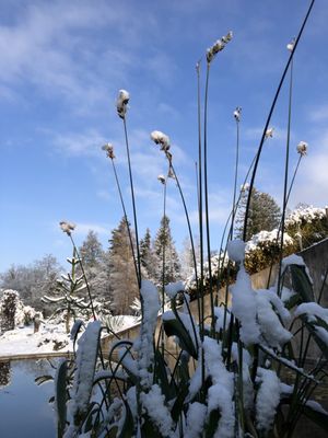 Botanical Garden by null