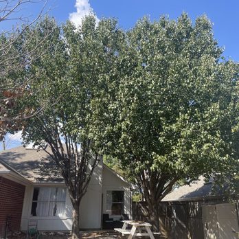 Hernandez Tree Experts - Before - Tree Services Near Me Hernandez Tree Experts - Before - Tree Services Near Me