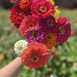The Garlic Farm - Flowers from the field -pick your own