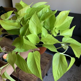 Exotic Plants - Neon pothos - Nurseries & Gardening Near Me - Sacramento, California Exotic Plants - Neon pothos - Nurseries & Gardening Near Me - Sacramento, California